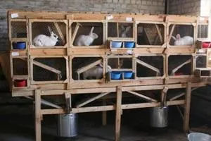 Як правильно утримувати кроликів особливості різних порід і методи розведення, правила вирощування (правильно) Як правильно утримувати кроликів особливості різних порід і методи розведення, правила вирощування