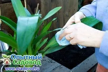 Як правильно мити кімнатні рослини, osadovod - все про садe, городі і дизайні (кімнатні) Як правильно мити кімнатні рослини, osadovod - все про садe, городі і дизайні