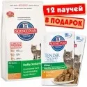 Як продовжити життя домашньої кішки