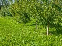 Як розмножити високорослу лохину, садівник (садиба) (більшість сортів садової) Як розмножити високорослу лохину, садівник (садиба)