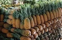 Як росте ананас як вирощують в домашніх умовах, який кущ або дерево, зріє на плантаціях (вирощують) Як росте ананас як вирощують в домашніх умовах, який кущ або дерево, зріє на плантаціях