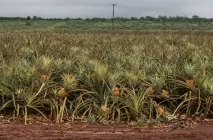 Як росте ананас як вирощують в домашніх умовах, який кущ або дерево, зріє на плантаціях (домашніх) Як росте ананас як вирощують в домашніх умовах, який кущ або дерево, зріє на плантаціях