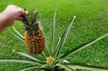 Як росте ананас як вирощують в домашніх умовах, який кущ або дерево, зріє на плантаціях (зростає) Як росте ананас як вирощують в домашніх умовах, який кущ або дерево, зріє на плантаціях