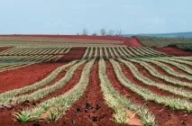 Як росте ананас як вирощують в домашніх умовах, який кущ або дерево, зріє на плантаціях (вирощують) Як росте ананас як вирощують в домашніх умовах, який кущ або дерево, зріє на плантаціях