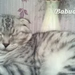 Як садити траву для кішок, дача (траву) Як садити траву для кішок, дача