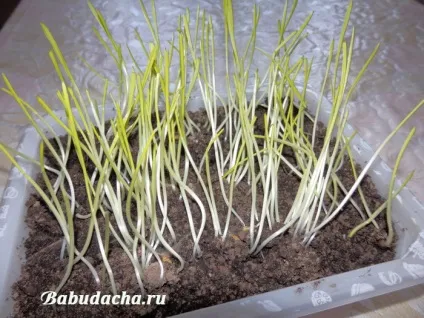 Як садити траву для кішок, дача (траву) Як садити траву для кішок, дача