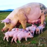 Як зробити годівниці для свиней і поросят своїми руками креслення і фото бункерних і автоматичних (свиней) Як зробити годівниці для свиней і поросят своїми руками креслення і фото бункерних і автоматичних