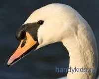 Як зробити маску лебедя