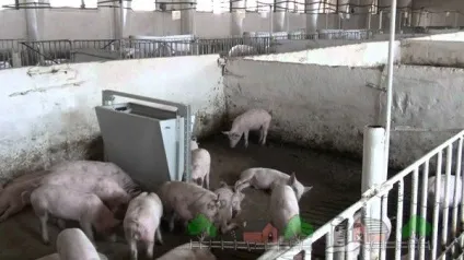 Як зробити годівниці для свиней і поросят своїми руками креслення і фото бункерних і автоматичних (зробити) Як зробити годівниці для свиней і поросят своїми руками креслення і фото бункерних і автоматичних