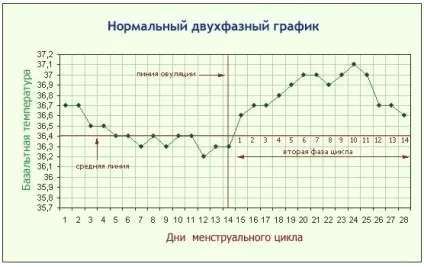 Як скласти графік зміни базальної температури (складання графіка базальної температури) Як скласти графік зміни базальної температури