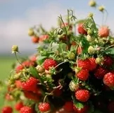 Як зшити річний комбінезон (комбінезон) Як зшити річний комбінезон