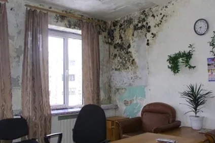 Як видалити цвіль зі стіни в квартирі своїми руками (квартирі) Як видалити цвіль зі стіни в квартирі своїми руками