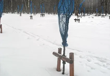 Як доглядати за сливою