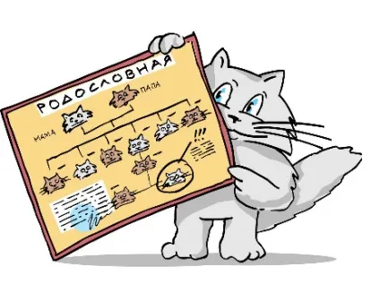 Як вибрати кошеня