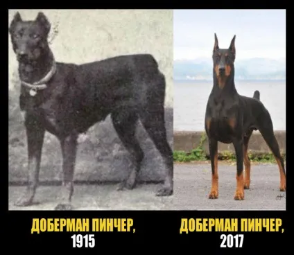Як виглядали відомі нам породи собак 100 років тому (породи) Як виглядали відомі нам породи собак 100 років тому