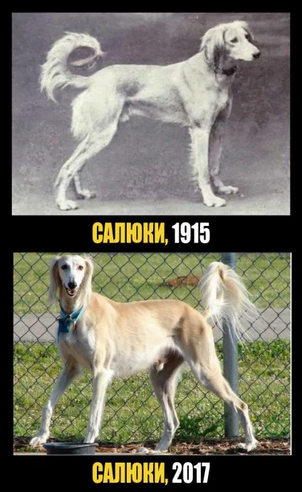 Як виглядали відомі нам породи собак 100 років тому (собак) Як виглядали відомі нам породи собак 100 років тому