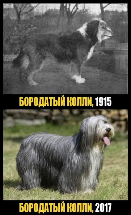 Як виглядали відомі нам породи собак 100 років тому (собак) Як виглядали відомі нам породи собак 100 років тому