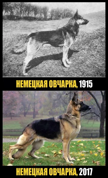 Як виглядали відомі нам породи собак 100 років тому (породи) Як виглядали відомі нам породи собак 100 років тому