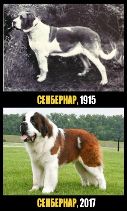 Як виглядали відомі нам породи собак 100 років тому (породи) Як виглядали відомі нам породи собак 100 років тому