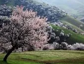 Як виростити соковитий персик - посадка і захист від хвороб (виростити) Як виростити соковитий персик - посадка і захист від хвороб