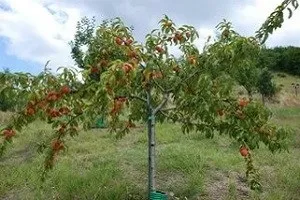 Як виростити соковитий персик - посадка і захист від хвороб (виростити) Як виростити соковитий персик - посадка і захист від хвороб