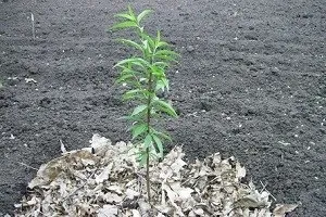 Як виростити соковитий персик - посадка і захист від хвороб (виростити) Як виростити соковитий персик - посадка і захист від хвороб