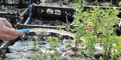 Як виростити ягоди годжі в саду і на підвіконні - коло знань