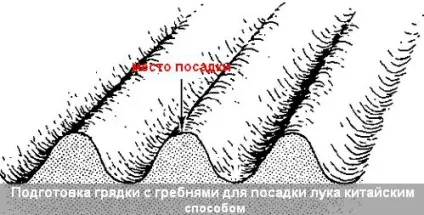 Як виростити цибулю за китайською технологією, городник (технології) Як виростити цибулю за китайською технологією, городник