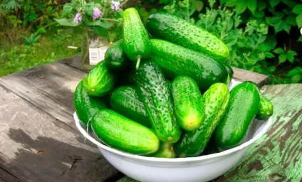 Як вирощувати огірки