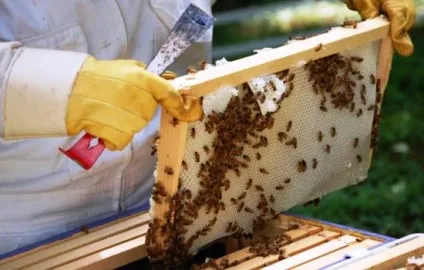 Як зберігати стільники в домашніх умовах, як підготувати стільники до (умовах) Як зберігати стільники в домашніх умовах, як підготувати стільники до