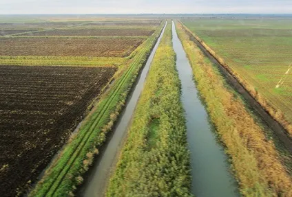 Як вирощують вУкаіни популярну азіатську культуру (Тетяна Романова Lenta) Як вирощують вУкаіни популярну азіатську культуру