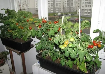 Як вирощувати розсаду помідорів, помідори будинку на підвіконні (вирощувати) Як вирощувати розсаду помідорів, помідори будинку на підвіконні