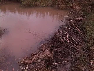 Як я полюю на бобрів - 3 - популярне зброю (бобрів) Як я полюю на бобрів - 3 - популярне зброю