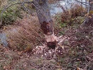 Як я полюю на бобрів - 3 - популярне зброю (зброю) Як я полюю на бобрів - 3 - популярне зброю