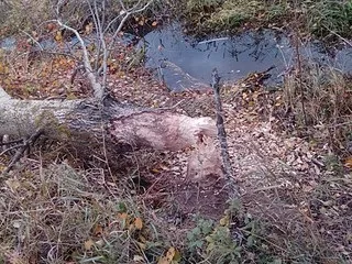 Як я полюю на бобрів - 3 - популярне зброю (зброю) Як я полюю на бобрів - 3 - популярне зброю