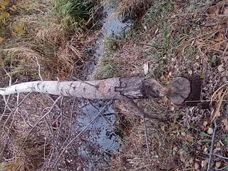 Як я полюю на бобрів - 3 - популярне зброю (бобрів) Як я полюю на бобрів - 3 - популярне зброю