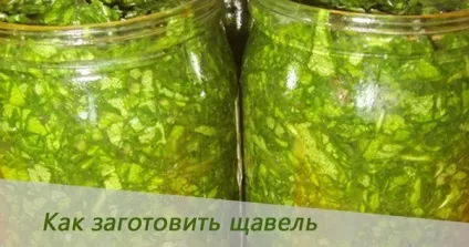 Як заготовити щавель на зиму (заготовити) Як заготовити щавель на зиму
