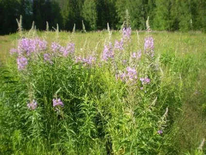 Як заварити іван-чай при простатиті скільки разів можна заварювати і як правильно приймати (можна) Як заварити іван-чай при простатиті скільки разів можна заварювати і як правильно приймати