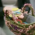 карамельна весілля