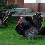 Канадські індики опис, фото і уславіе змісту (канадські) Канадські індики опис, фото і уславіе змісту