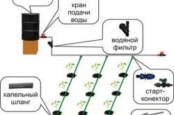 Крапельне зрошення на дачі переваги і перспективи (крапельний полив дача система полив ділянки) Крапельне зрошення на дачі переваги і перспективи