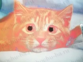 Картина з вовни - кошеня (кошеня) Картина з вовни - кошеня