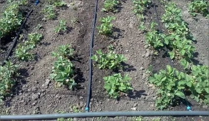 Крапельний полив картоплі своїми руками відео (крапельний) Крапельний полив картоплі своїми руками відео