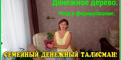 Як правильно формувати грошове дерево, корисні поради (дерево) Як правильно формувати грошове дерево, корисні поради