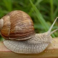 До чого сняться равлики (чого) До чого сняться равлики