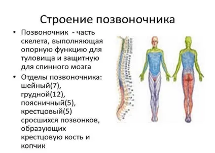 Кіфоз, лордоз і сколіоз - в чому відмінність хвороб