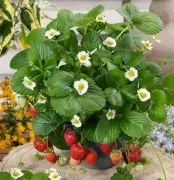 Полуниця в горщиках вирощування з насіння, розсади, догляд, фото, відео (полуниця) Полуниця в горщиках вирощування з насіння, розсади, догляд, фото, відео