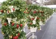 Полуниця в горщиках вирощування з насіння, розсади, догляд, фото, відео (вирощування) Полуниця в горщиках вирощування з насіння, розсади, догляд, фото, відео