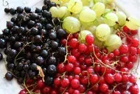 Коли і як садити смородину і агрус (нижче рівня грунту) Коли і як садити смородину і агрус