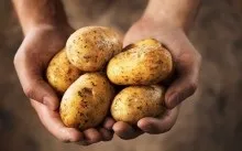 Полуниця в теплиці круглий рік як бізнес - вирощування полуниці, сорти, рентабельність (теплиці) Полуниця в теплиці круглий рік як бізнес - вирощування полуниці, сорти, рентабельність